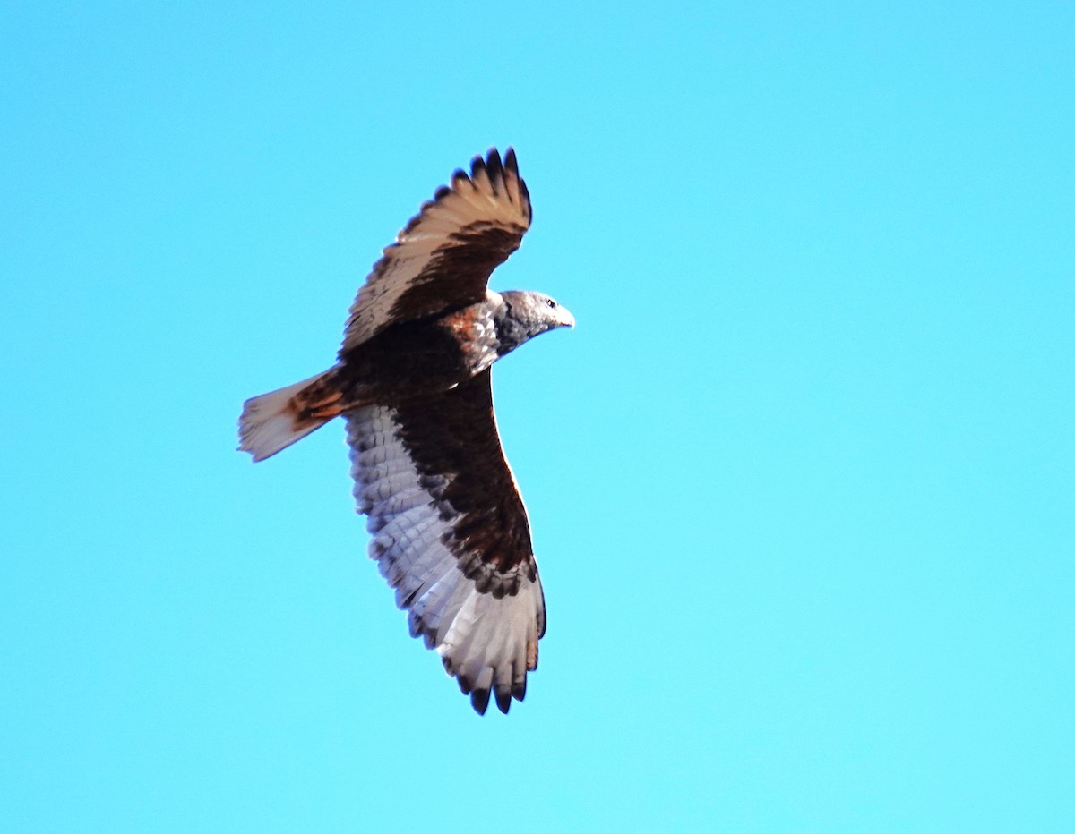 Ferruginous Hawk - ML646356596