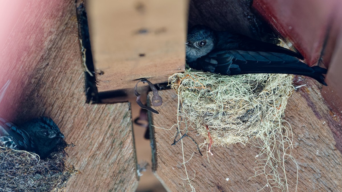 Plume-toed Swiftlet - ML646356597