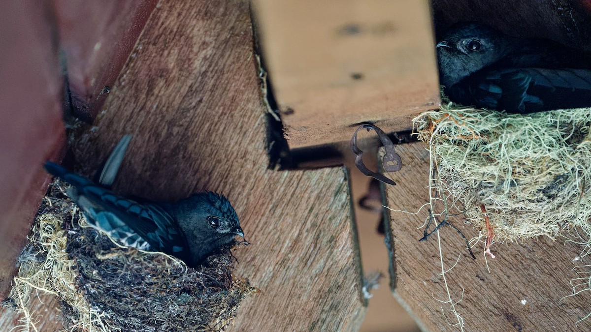 Plume-toed Swiftlet - ML646356599