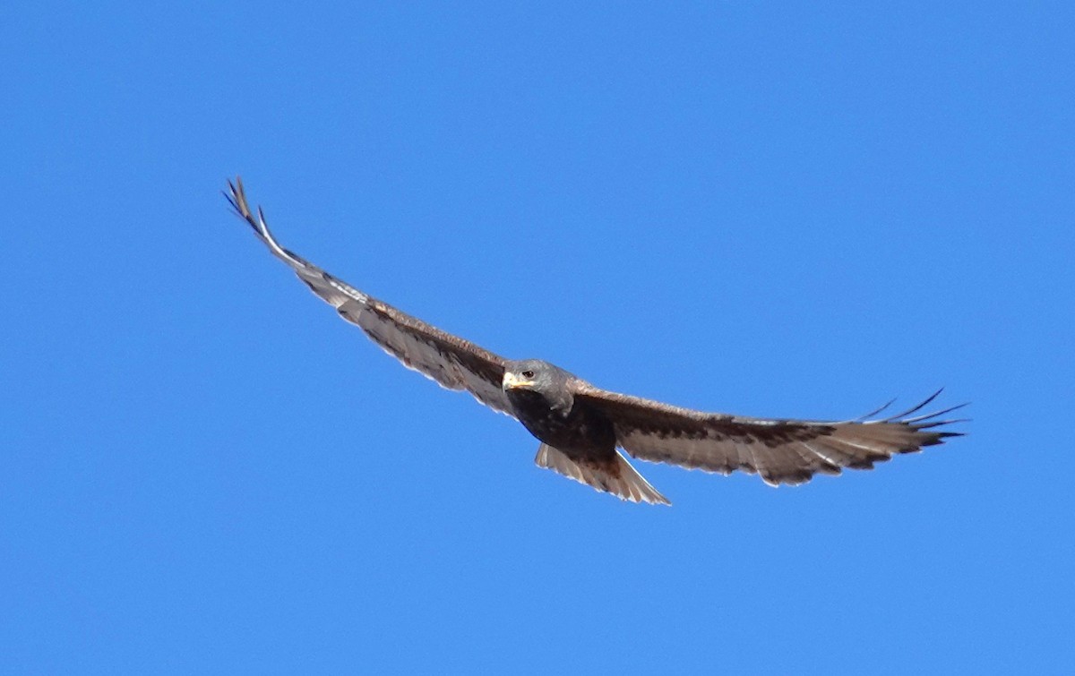 Ferruginous Hawk - ML646356601