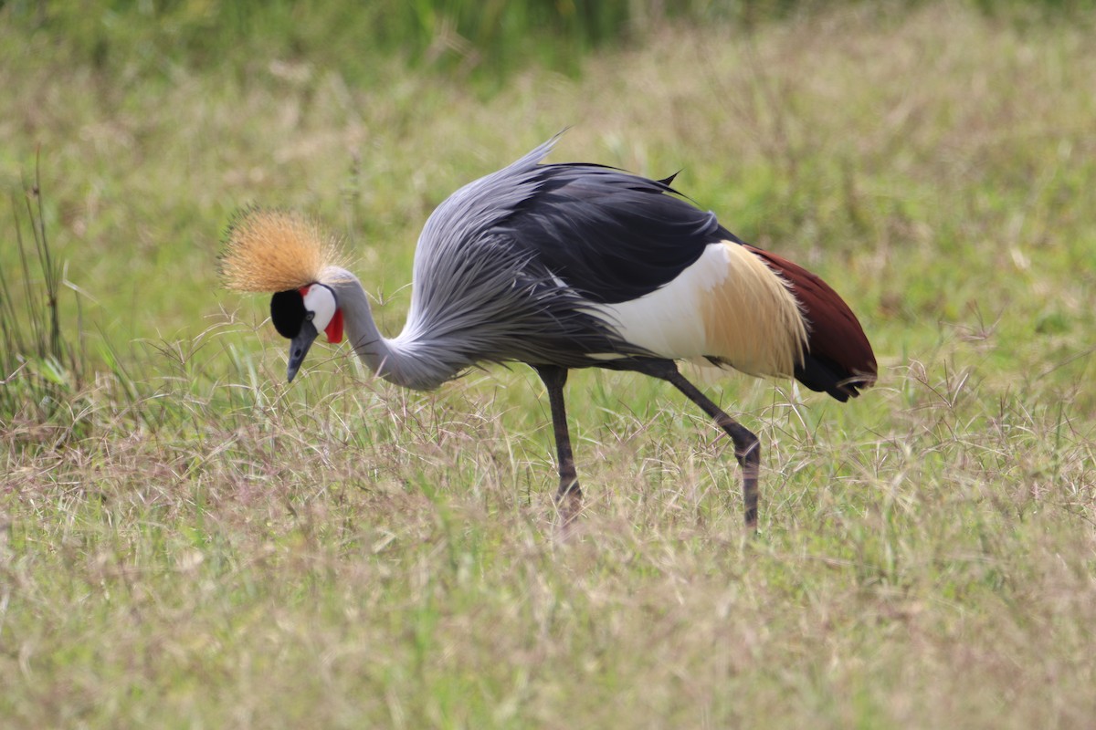 Gray Crowned-Crane - ML646356602