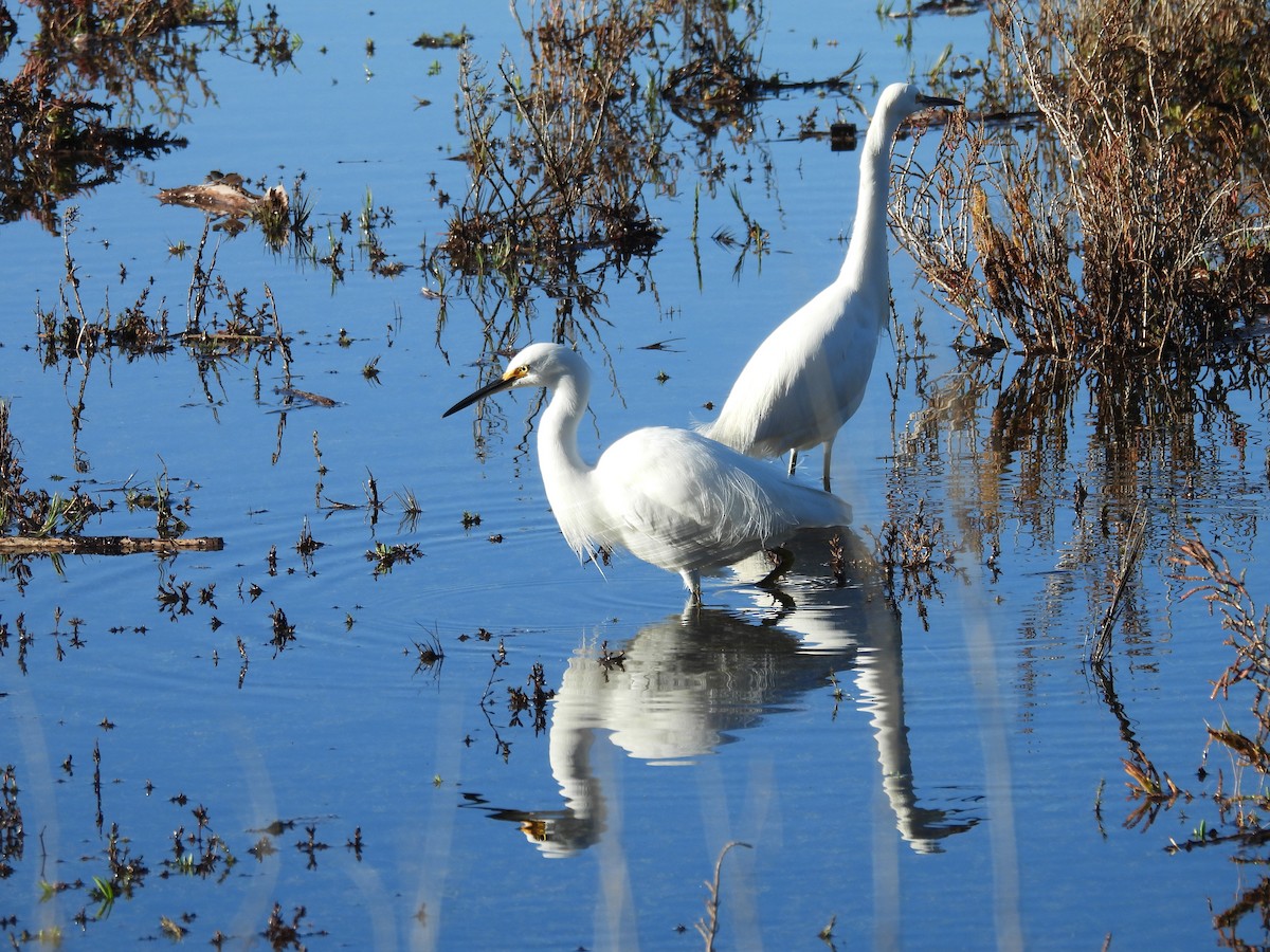 Snowy Egret - ML646356609