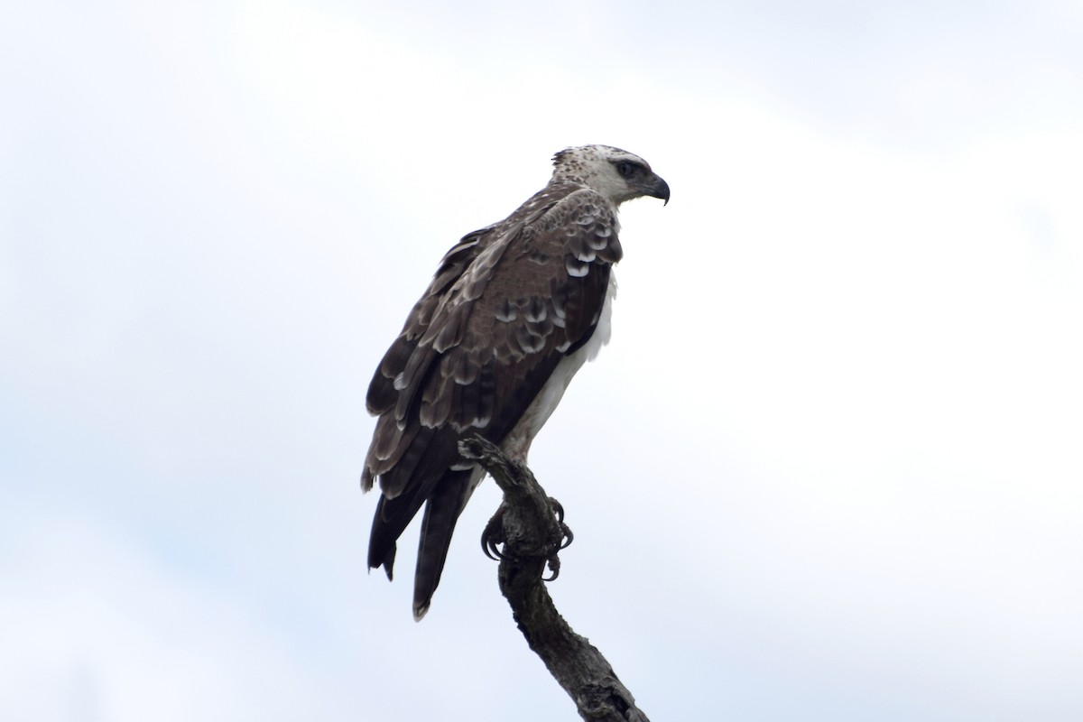 Martial Eagle - ML646356615