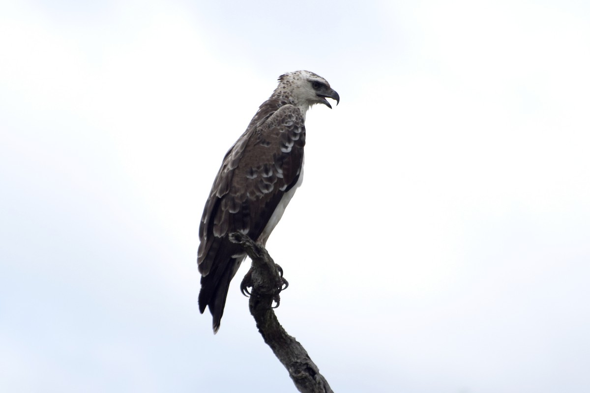 Martial Eagle - ML646356616