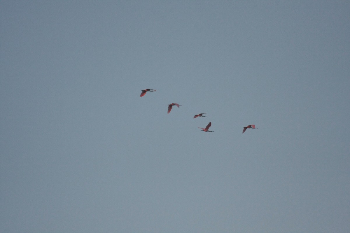 Espátula Rosada - ML646356617