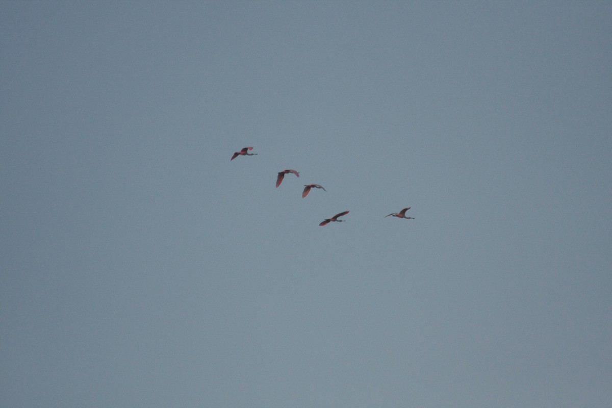 Espátula Rosada - ML646356618