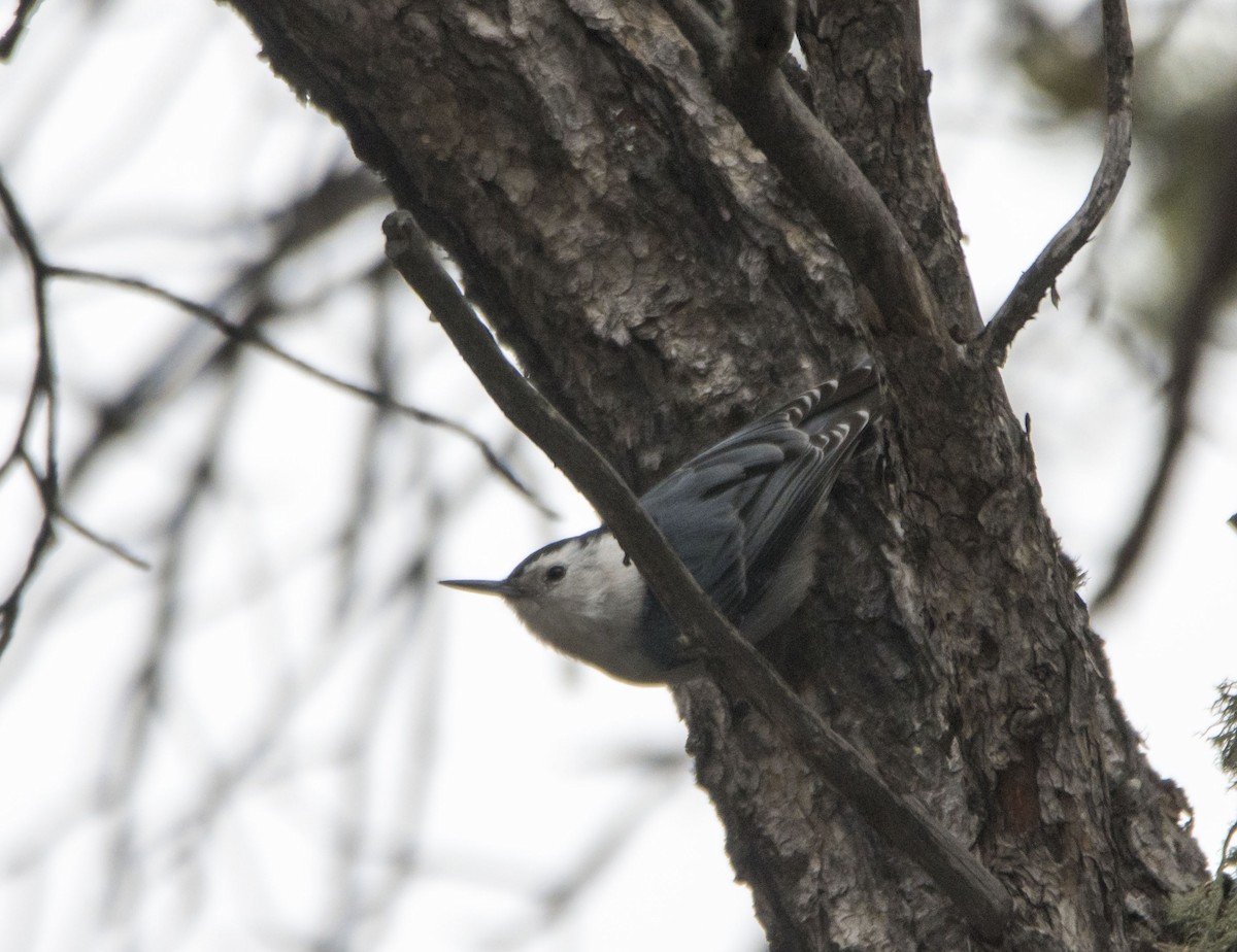 White-breasted Nuthatch - ML646356619