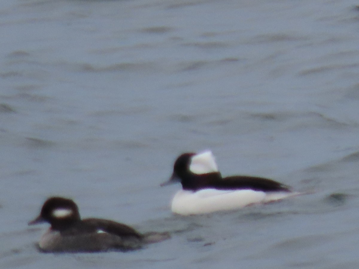 Porrón Albeola - ML646356625