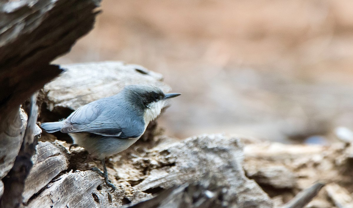 Pygmy Nuthatch - ML646356626