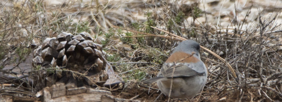 Dark-eyed Junco - ML646356633