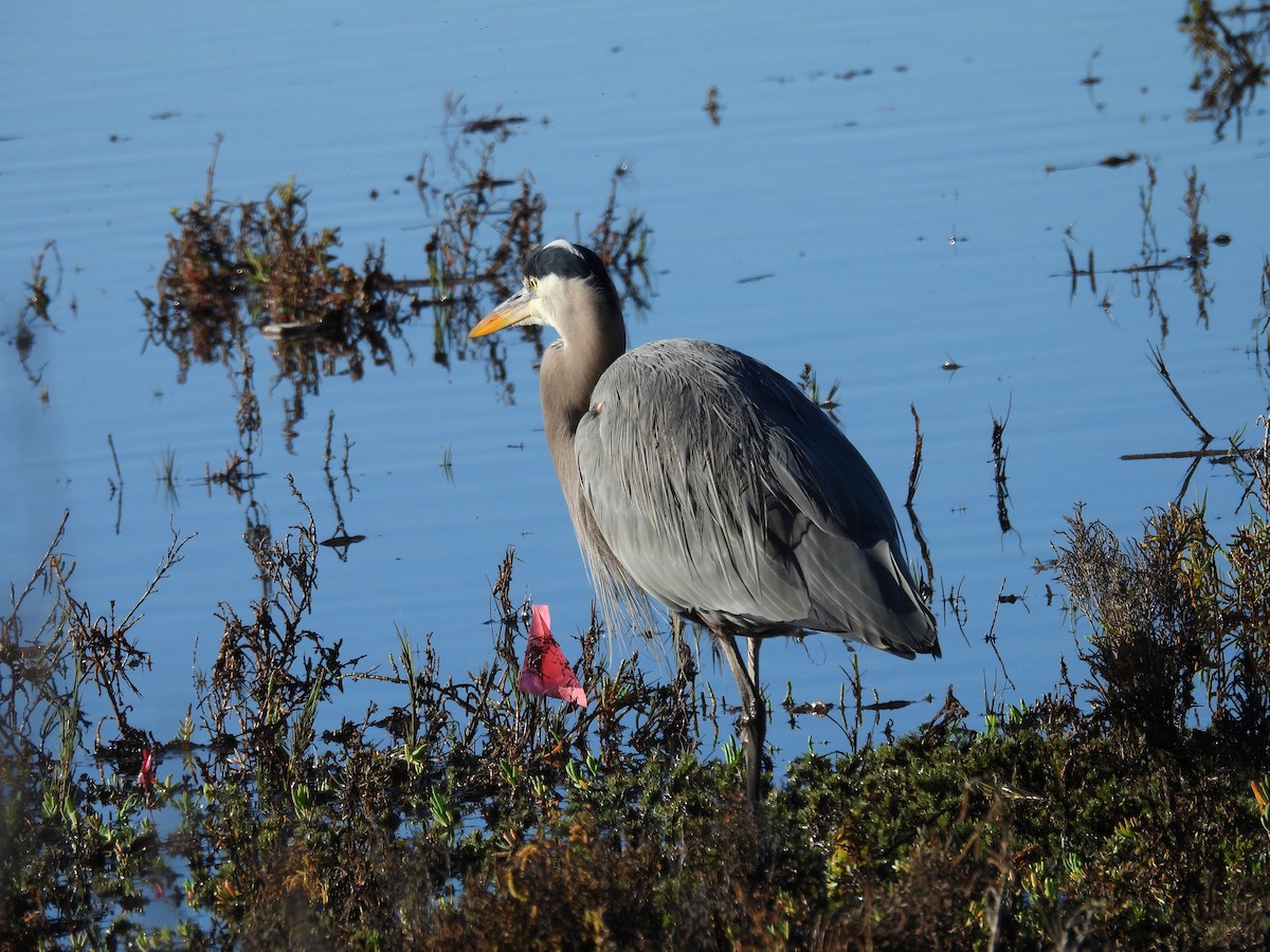 Great Blue Heron - ML646356634