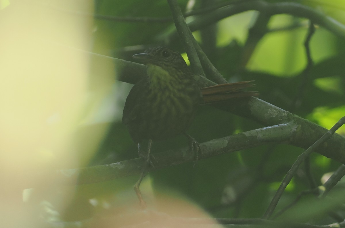 Eastern Woodhaunter - ML646356635