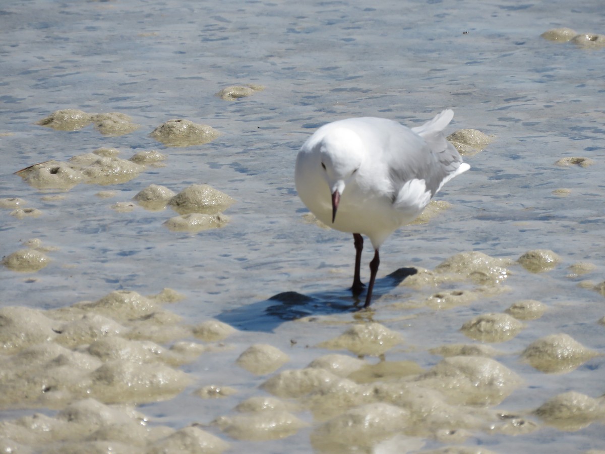 Hartlaub's Gull - ML646356636