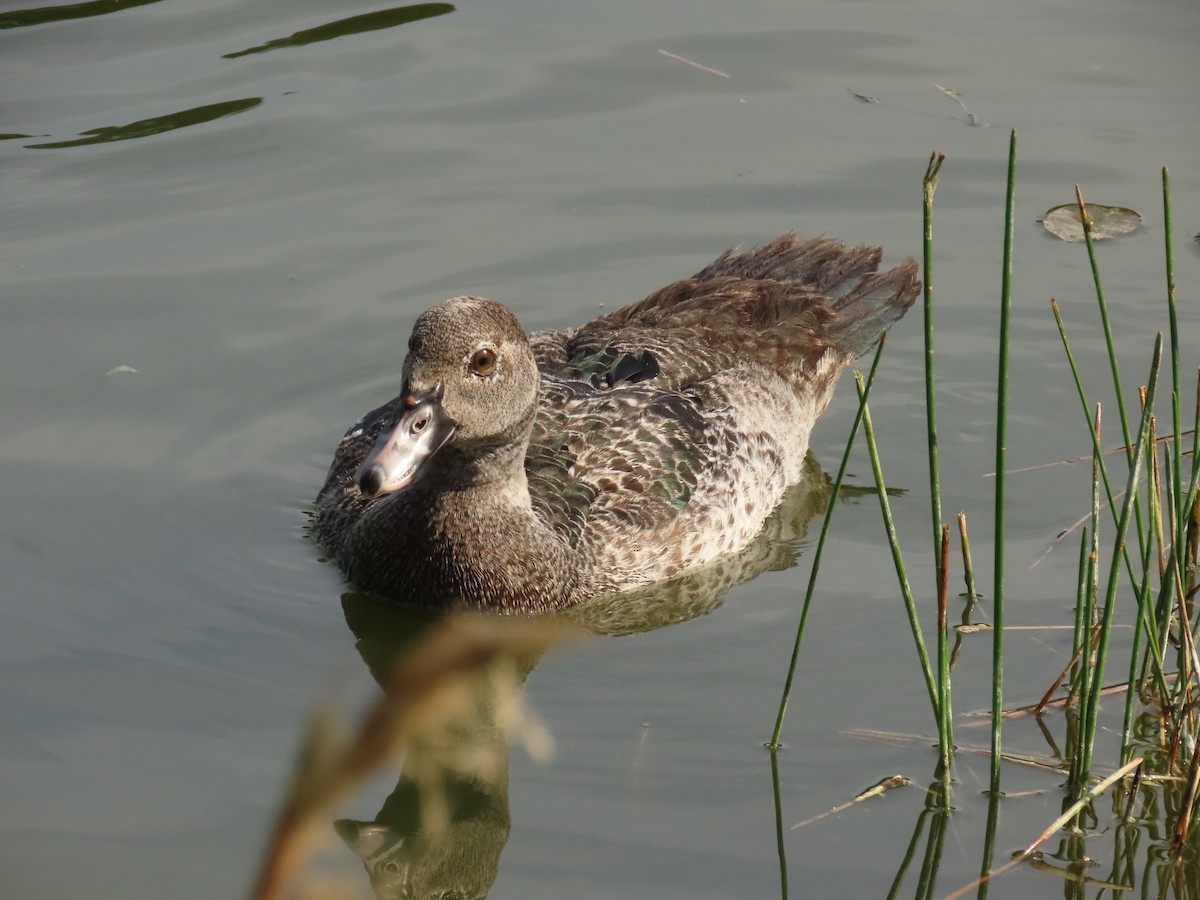 Ahate musketaduna (etxekoa) - ML646356643