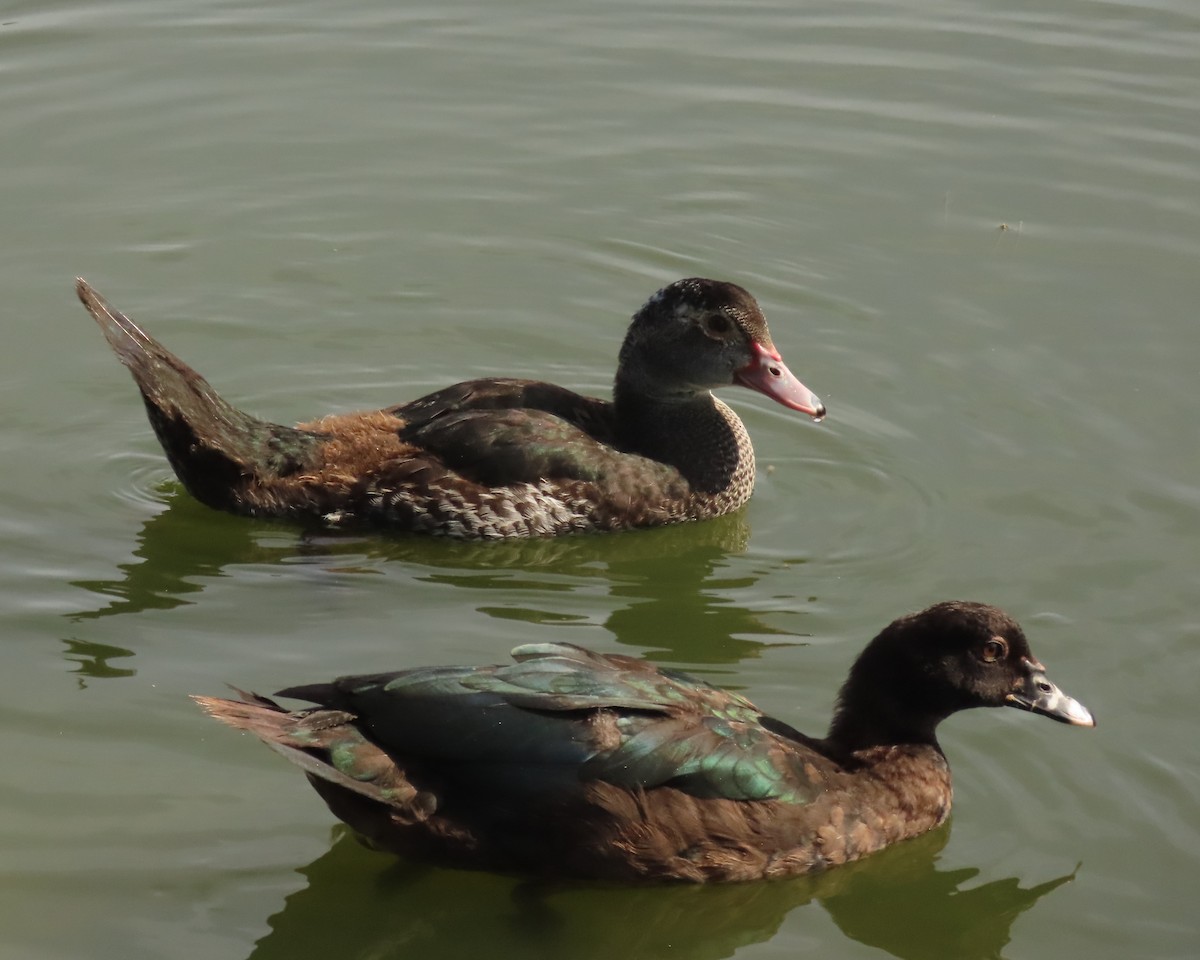 Ahate musketaduna (etxekoa) - ML646356644