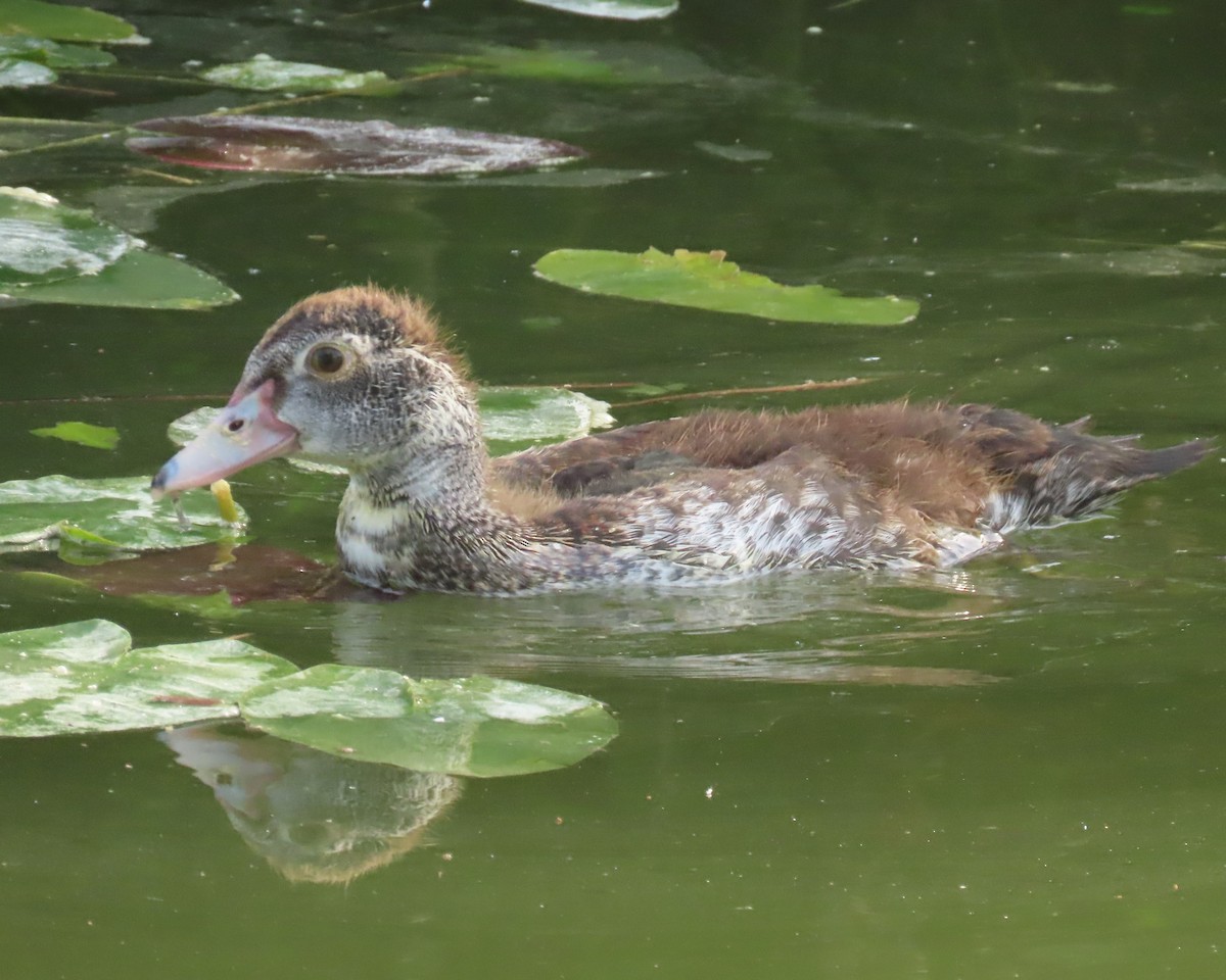 Ahate musketaduna (etxekoa) - ML646356645