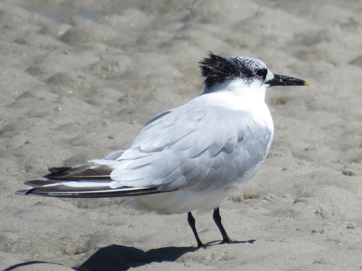 Sandwich Tern - ML646356646