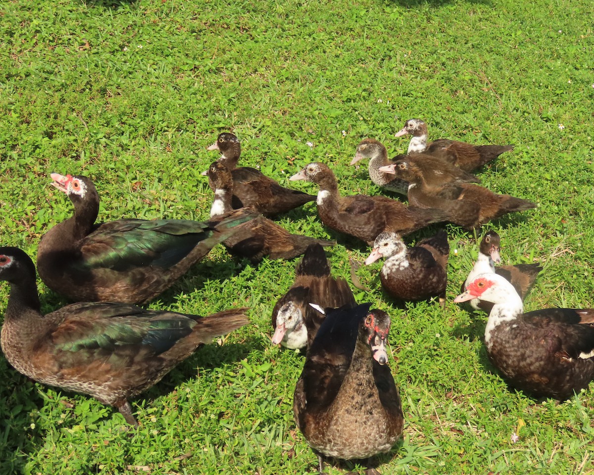 Ahate musketaduna (etxekoa) - ML646356649