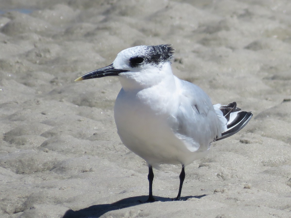 Sandwich Tern - ML646356650