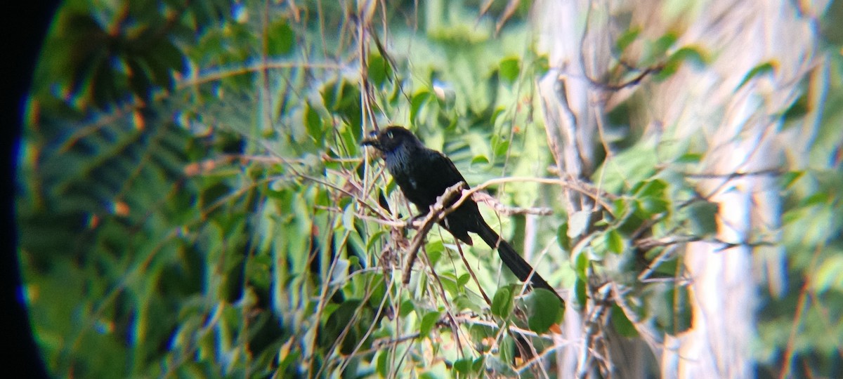 Greater Ani - ML646356651