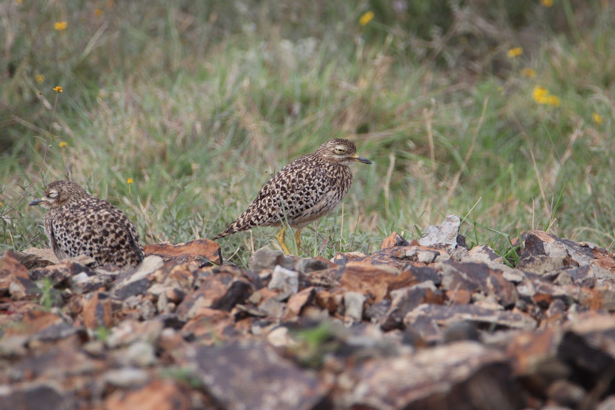 Spotted Thick-knee - ML646356652