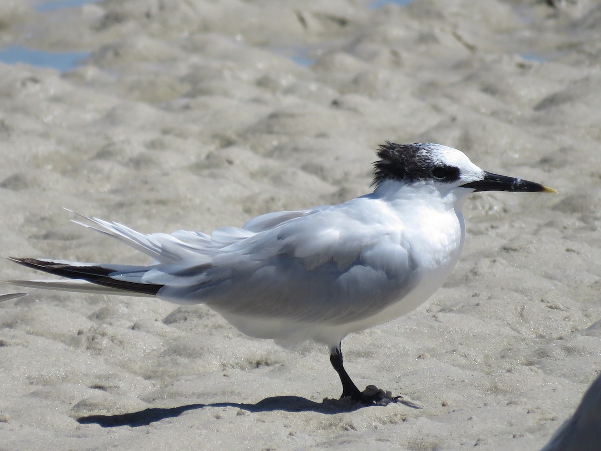 Sandwich Tern - ML646356653
