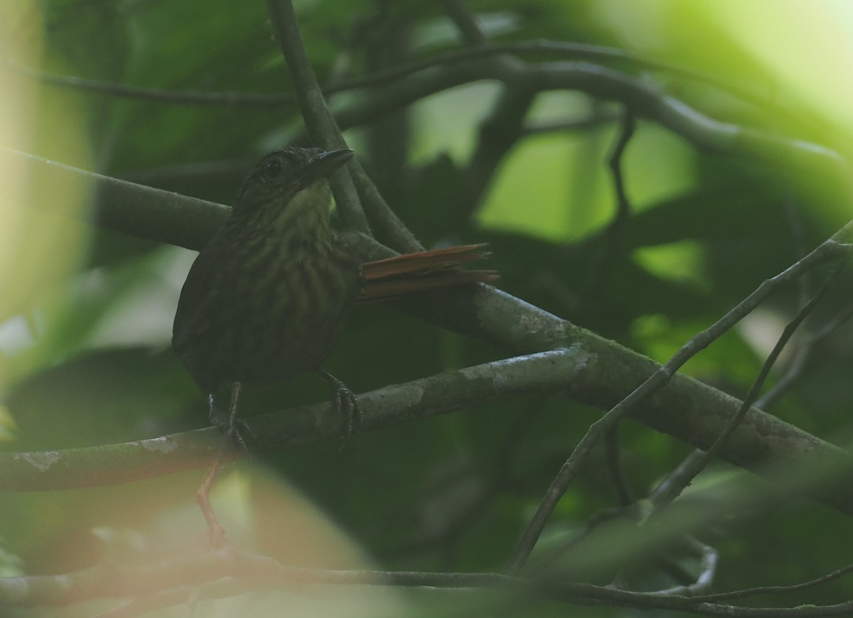 Eastern Woodhaunter - ML646356657