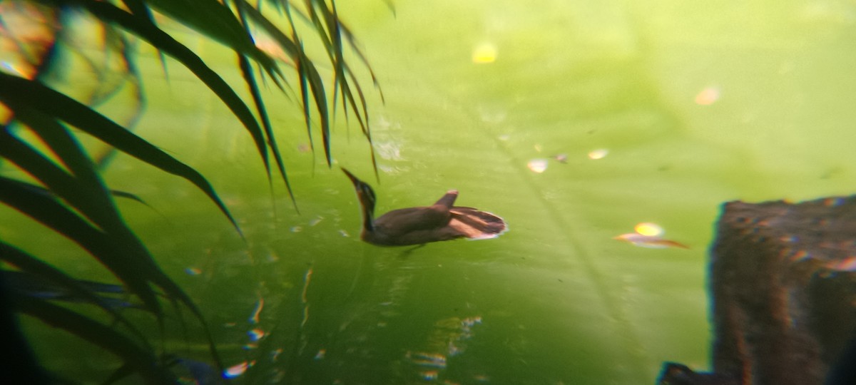 Sungrebe - ML646356658