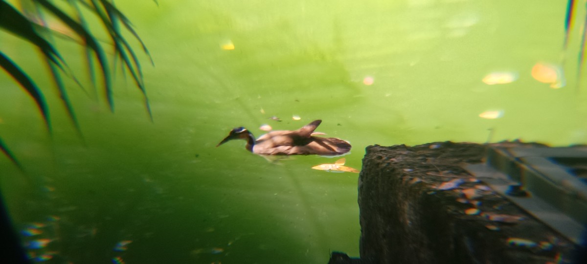 Sungrebe - ML646356659