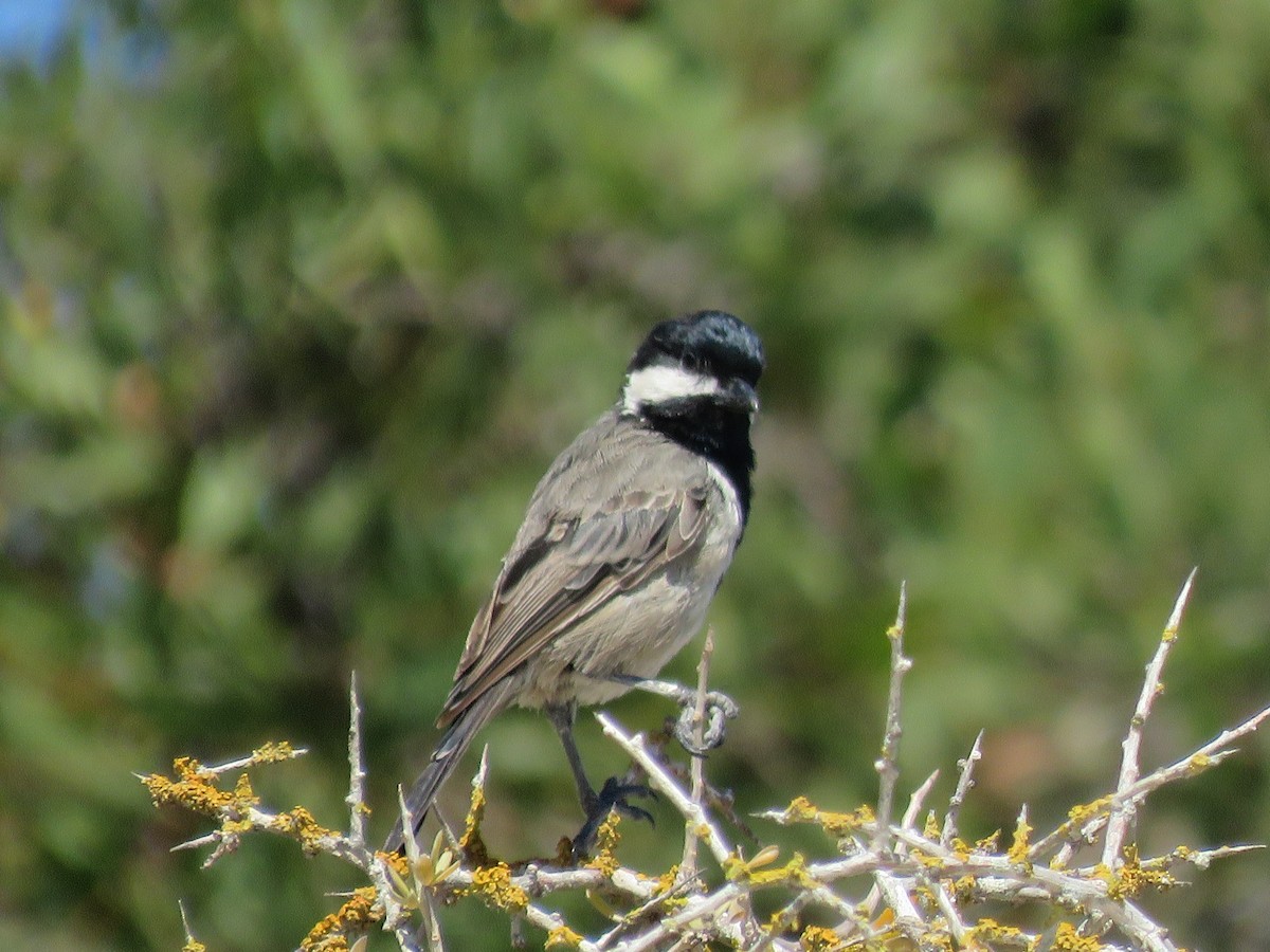 Gray Tit - ML646356660