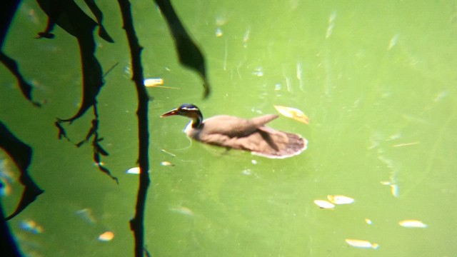 Sungrebe - ML646356661