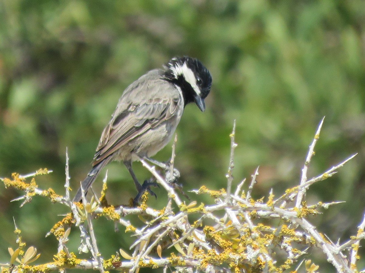 Gray Tit - ML646356664