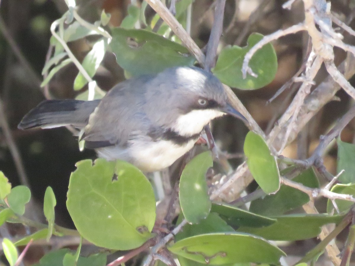 Bar-throated Apalis - ML646356665