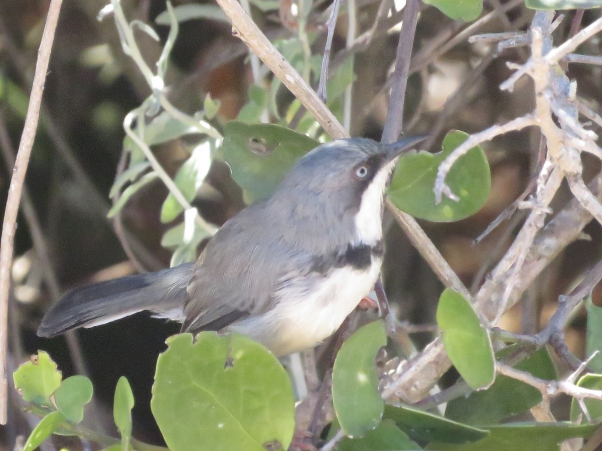 Bar-throated Apalis - ML646356667