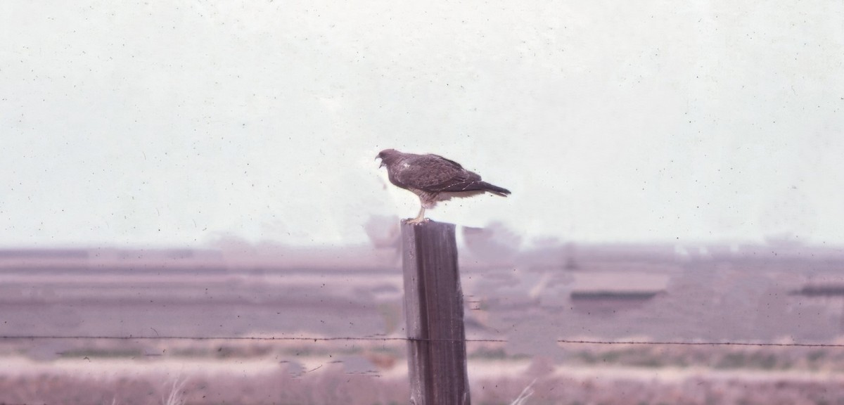 Präriebussard - ML646356669