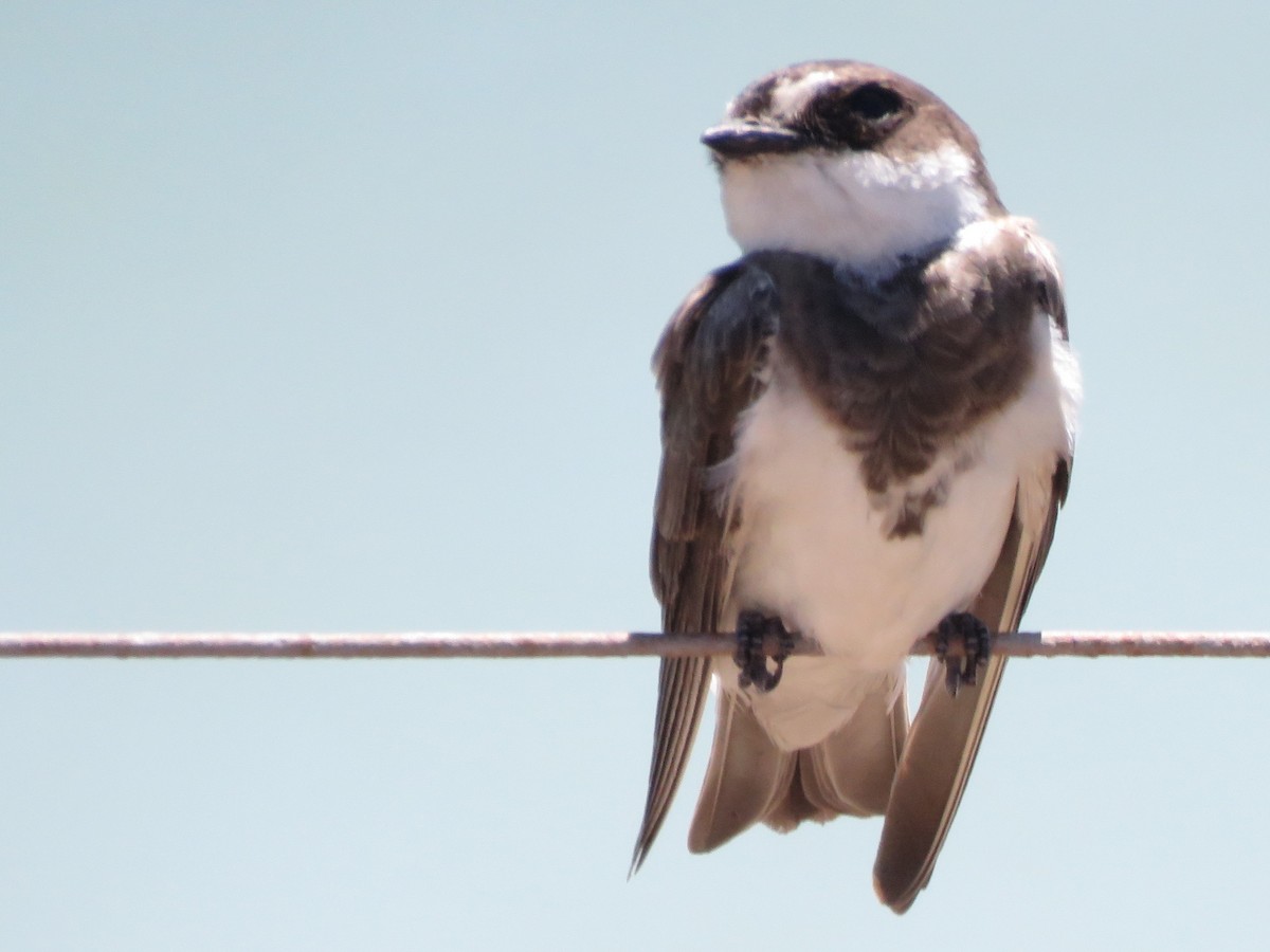 Banded Martin - ML646356670