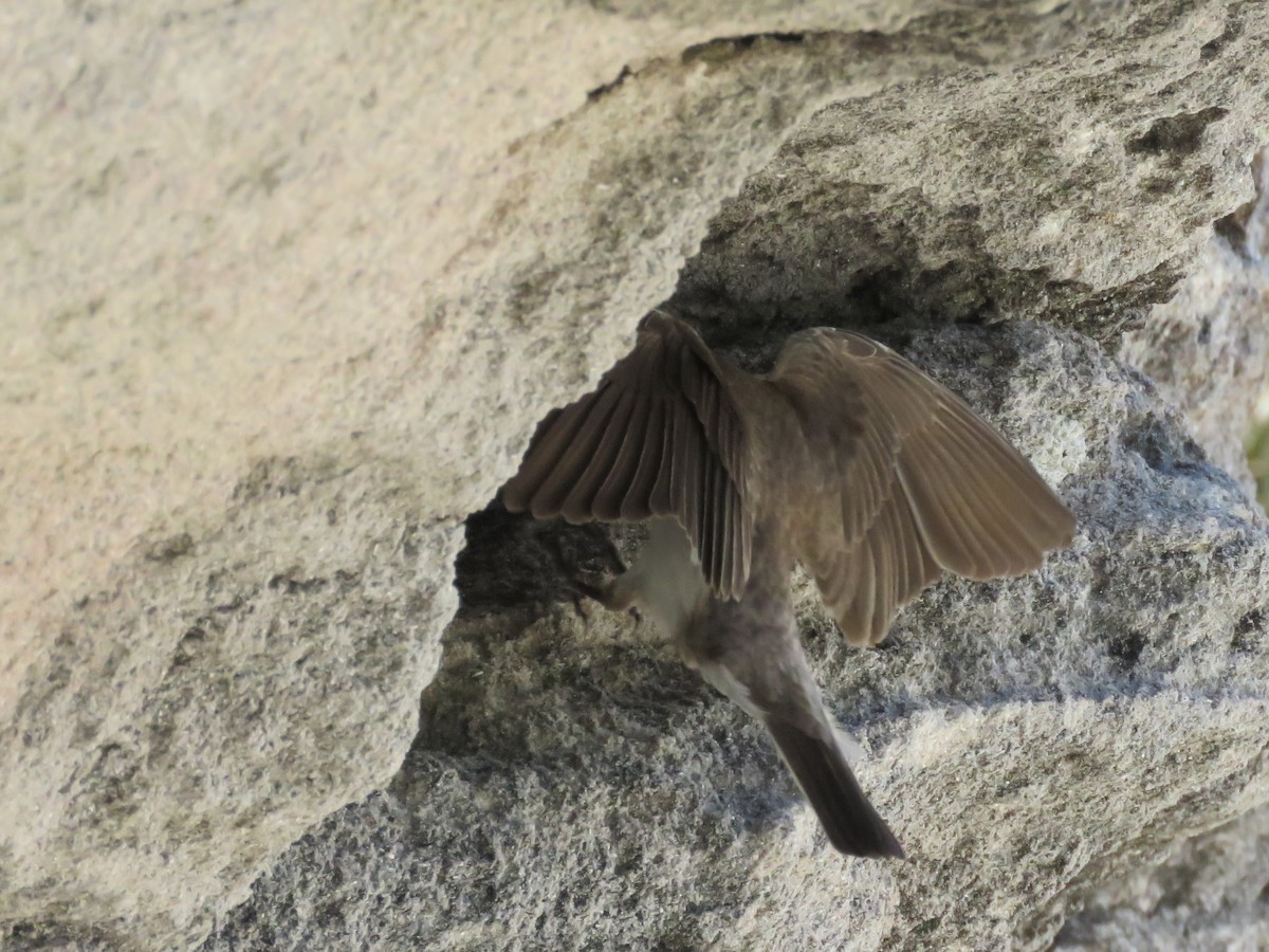 Banded Martin - ML646356671