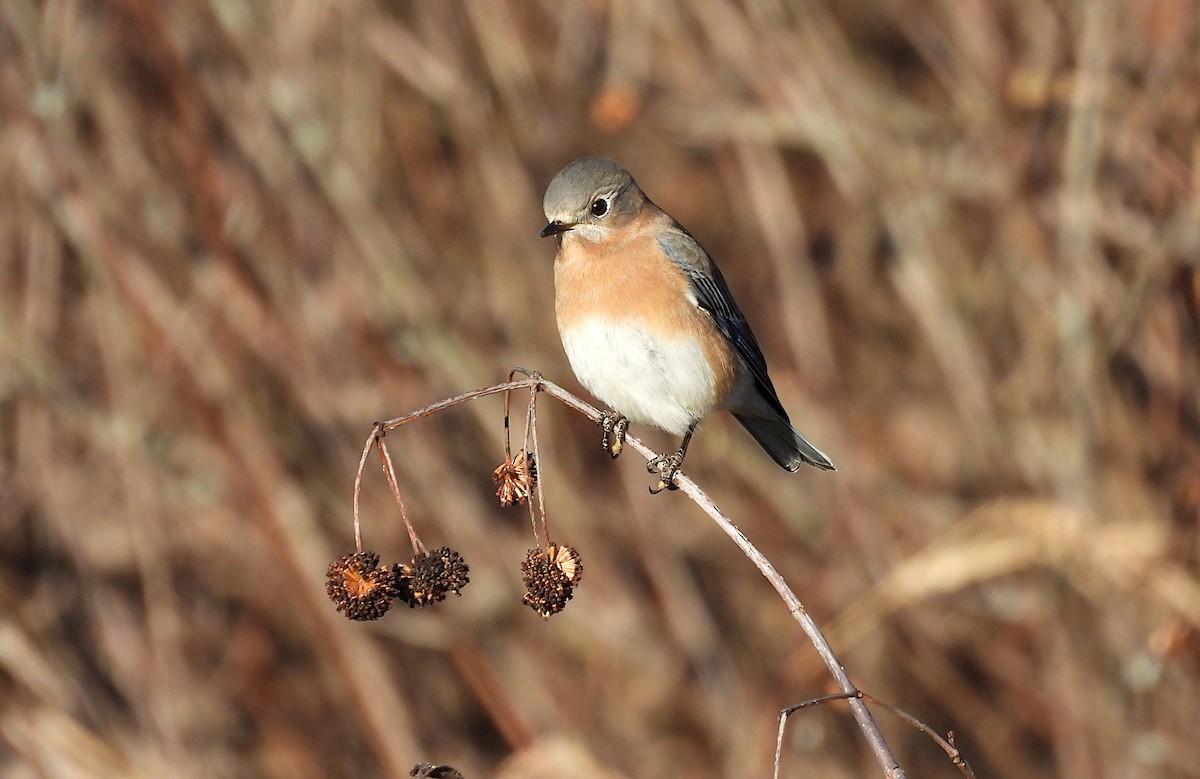 Eastern Bluebird - ML646356672