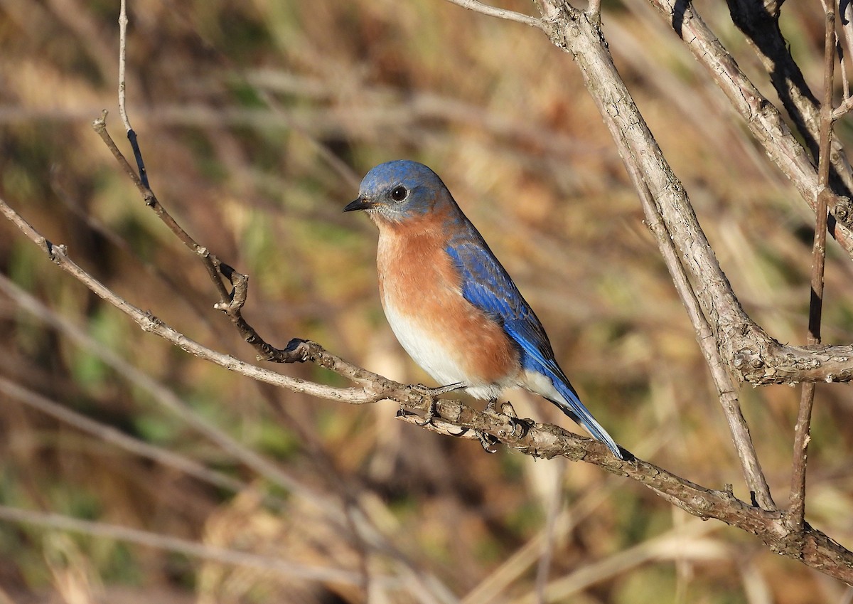 Eastern Bluebird - ML646356673