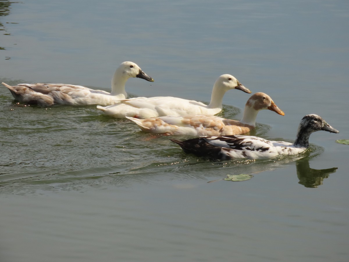 Ánade Azulón (variedad doméstica) - ML646356676