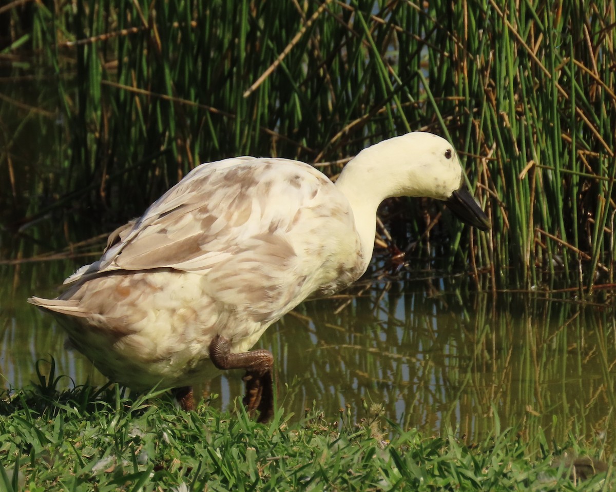 Ánade Azulón (variedad doméstica) - ML646356677