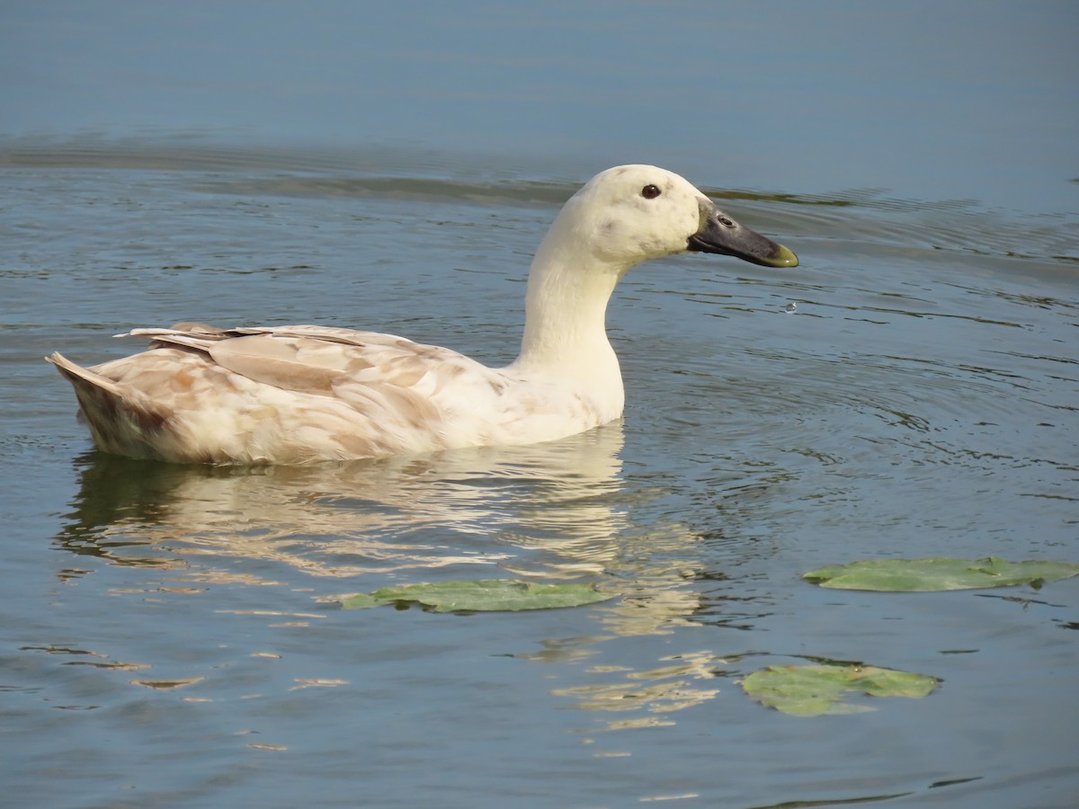 Ánade Azulón (variedad doméstica) - ML646356678