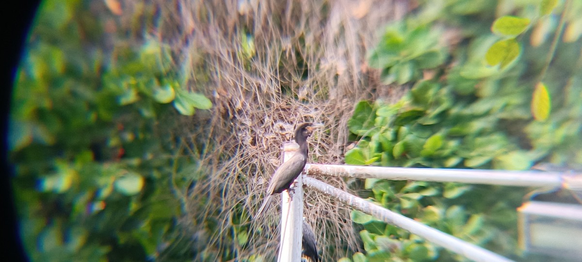 Neotropic Cormorant - ML646356679