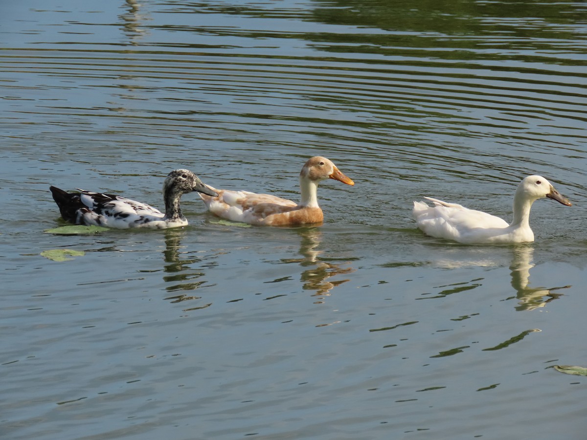 Ánade Azulón (variedad doméstica) - ML646356680