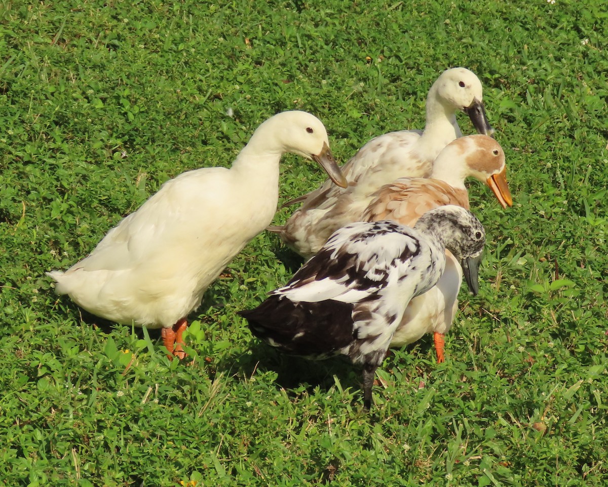 Ánade Azulón (variedad doméstica) - ML646356681