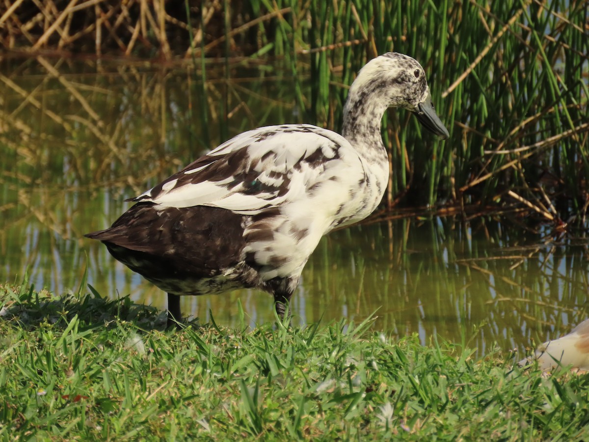 Ánade Azulón (variedad doméstica) - ML646356682
