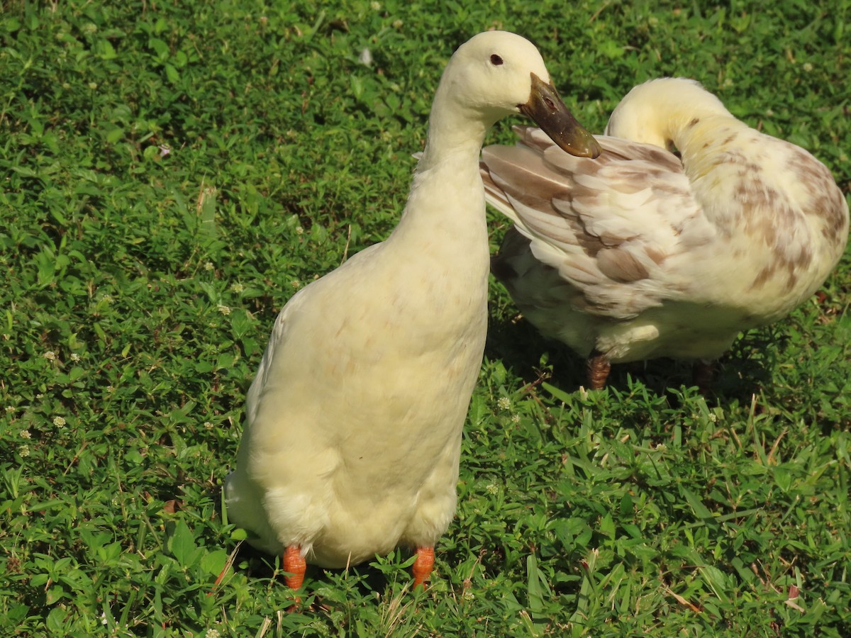 Ánade Azulón (variedad doméstica) - ML646356683