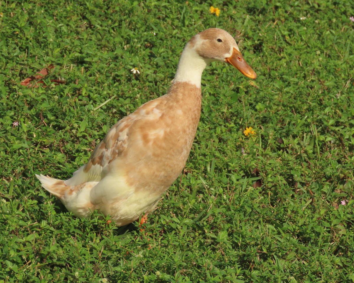 Ánade Azulón (variedad doméstica) - ML646356685