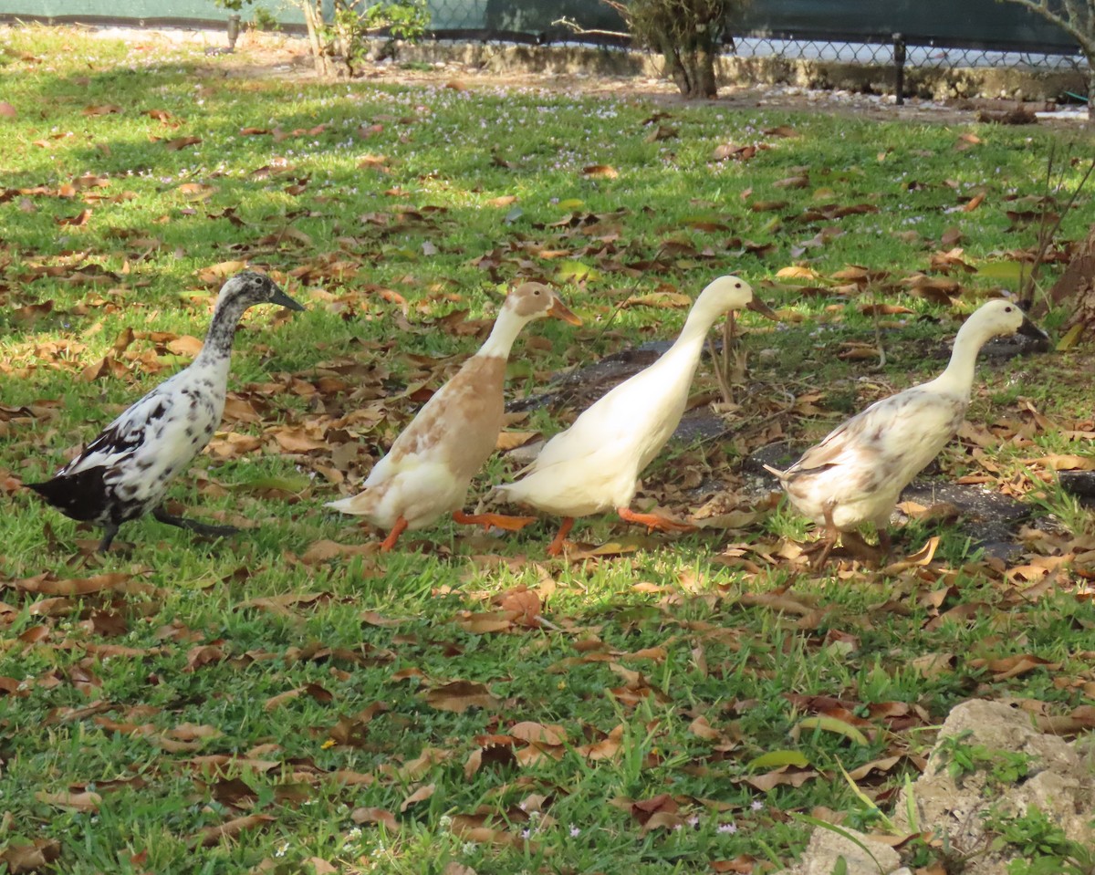 Ánade Azulón (variedad doméstica) - ML646356686