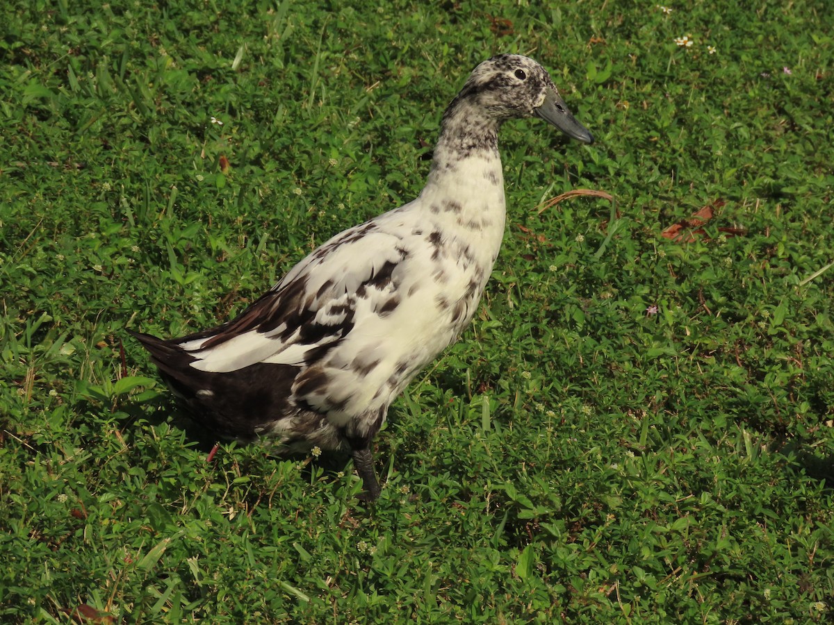 Ánade Azulón (variedad doméstica) - ML646356687